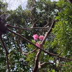 fuu cafe - さくら