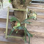 fuu cafe - 小さなビカクシダ