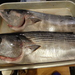 ちゃきちゃき - はがつお