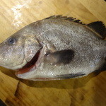 ちゃきちゃき - ヒゲソリ鯛