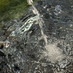 うなぎのしろむら 春日井 - 