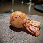 LAT.34°N by 蒼 - 特大赤座海老も、朝捕れが見事なサイズで勢揃い。パンパンに膨らみギュッと丸まってます