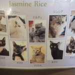 ジャスミンライス - 猫カフェには10匹の仲間たち