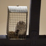 BIRD WATCHING - 