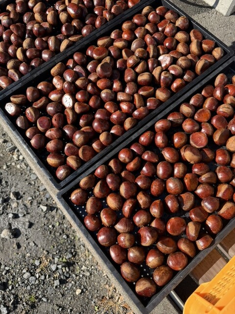 焼き栗 八昌 鈴鹿店 - 加佐登/和菓子 | 食べログ