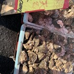 魚売場　森田水産 - 