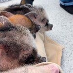 mipig cafe 横浜中華街店 - 