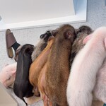 mipig cafe 横浜中華街店 - 