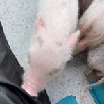 mipig cafe 横浜中華街店 - 