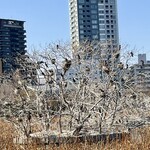 うさぎや - 飼育されている動物達より池の鳥達は自由だ❗️