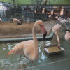 メヒコ  郡山フラミンゴ館