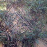 小笠原伯爵邸 - 