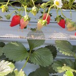 陽だまり農園 - 