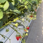 陽だまり農園 - 