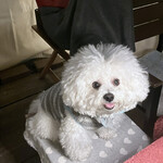 リストランテ ピッツェリア ジャンカルロ トウキョウ - What`s for dinner?