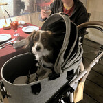 リストランテ ピッツェリア ジャンカルロ トウキョウ - オータニ犬ボンちゃん