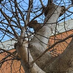 インデアンレストラン  ニューミラ - 