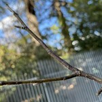 インデアンレストラン  ニューミラ - 