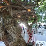 Hau Tree Lanai Restaurant - 店内のテーブル席の風景です