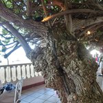 Hau Tree Lanai Restaurant - 店内のテーブル席の風景です