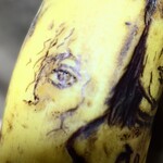 角上魚類 - ばななは欠かさず食べているの。