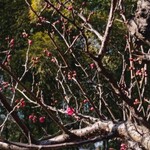 DELI WAHAHA - 我が家の梅