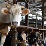 fruits farm franc - ダイワファームHPより