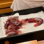 木挽町 とも樹 - 三陸のぶどう海老です。足が速いので都内でいただくのは難しい逸品。それにそもそも獲れないですもんね。こちらはたまたま漁師さんから『獲れたけどいるかい？』と聞かれ、即『送ってください』と頼まれたとか。