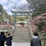 どぜう・四季料理 やぶや - 梅や寒桜が咲き始めていました✿✿✿