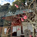 どぜう・四季料理 やぶや - 梅の産地として有名な島田は伊太地区の八房梅（やつふさうめ）と同じ品種でしょうか。