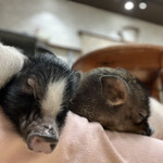 マイピッグカフェ - 料理写真: