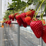 いちごdeいちえ - 