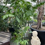 カフェレストランアンジー - 