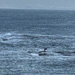 とんかつ 竹亭 - 