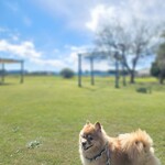 ダイニング ポート 御料鶴 - 遠方に離着陸の飛行機が見えました