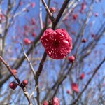 亀庄寿司 - 梅の花