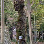 どぜう・四季料理 やぶや - 御神木♡