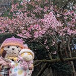 どぜう・四季料理 やぶや - 寒桜が咲いていました♡