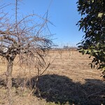 百日紅 - 店の周り、こんな風景の中ポツンとお店がある