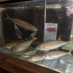 こつこつ庵 - 新鮮な関あじ