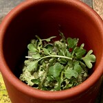 レヴォ - その足元には、肝をベースに胡桃・松の実・胡麻をローストして合わせたソースがとろりと広がり、粒子の輝きが香ばしさを視覚にまで伝えます。