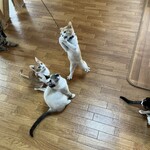 ねこ屋 高茶屋店 - 