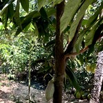 森森舎 - カンボジアのアマゾンクルーズでカカオの実を見たんだった！