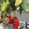 江間いちご狩りセンター