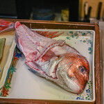 うを徳 - 朝〆（あさじめ）八百匁（≒3kg）《播州明石（あかし）》の"棘鬣魚（まだひ）"、