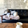 DOG CAFE MACRO