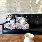 DOG CAFE MACRO - 