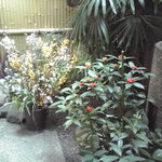 月ヶ瀬 - 中庭