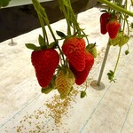北上いちご園 - 