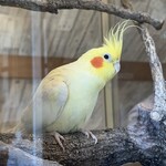 cafe いんこぐらし - 料理写真: